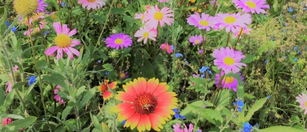 AQUALIS Pollinator Gardens in Arkansas