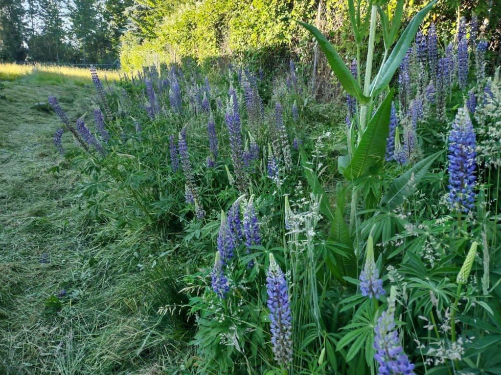 Flowers within an AQUALIS-managed pollinator garden