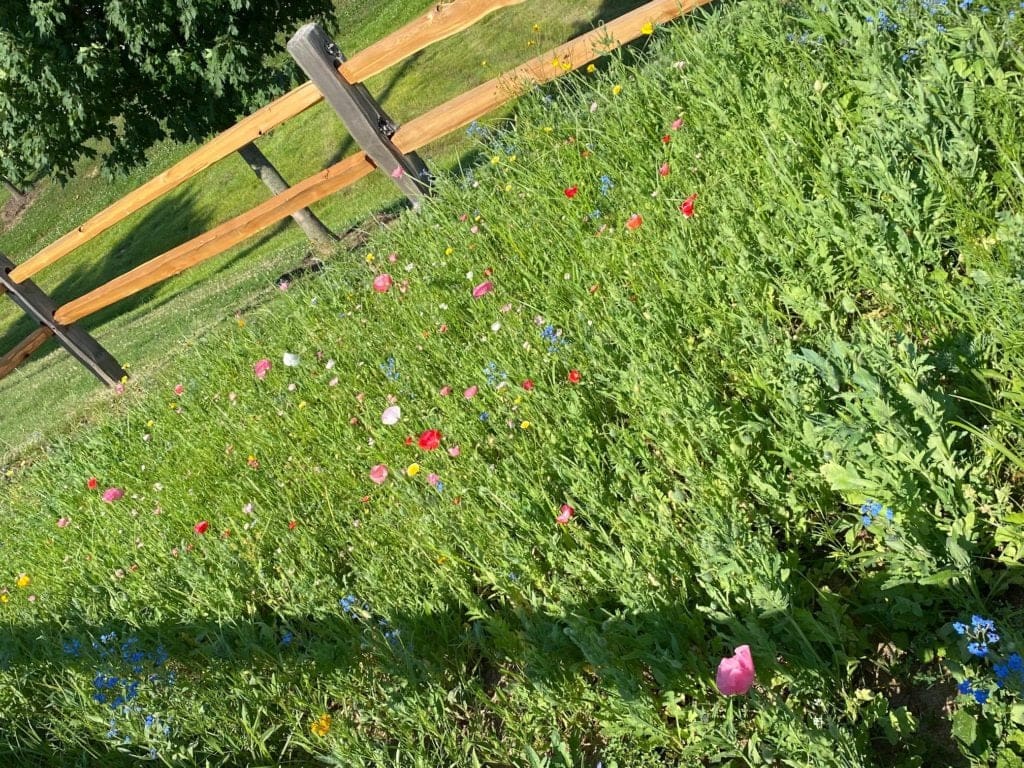 AQUALIS-maintained pollinator garden