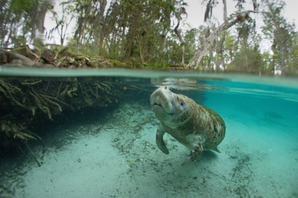 Manatee Swiming in Clear Water