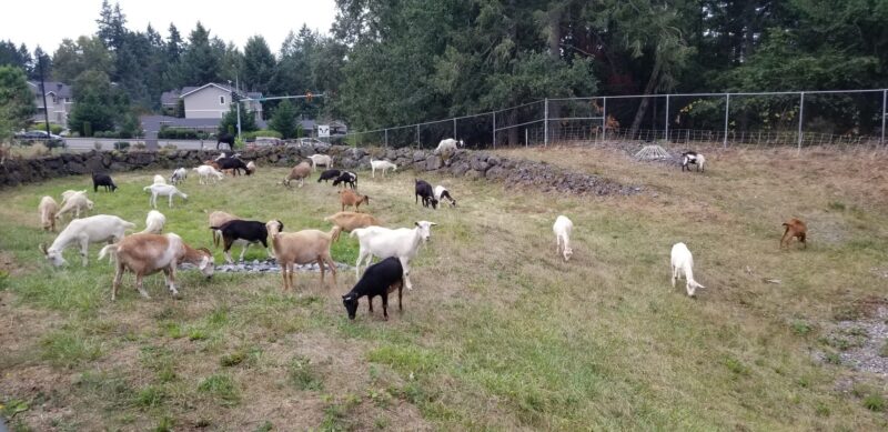 Goats graze in a field for vegetation management