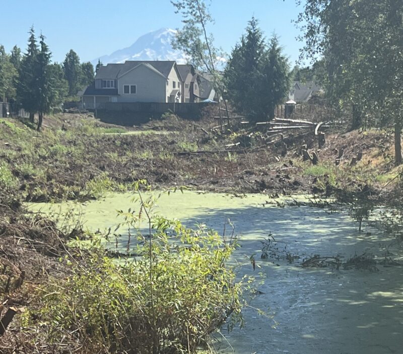 Retention pond covered in algae surrounded by downed trees with a house and Mt Rainer in the background