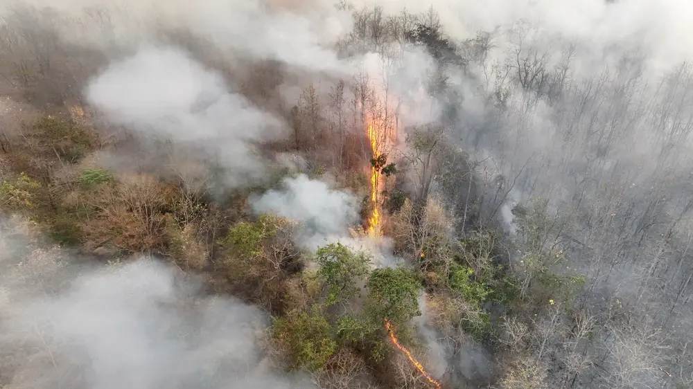 El Nino weather phenomenon cause drought and increase wildfire in southeast asia.