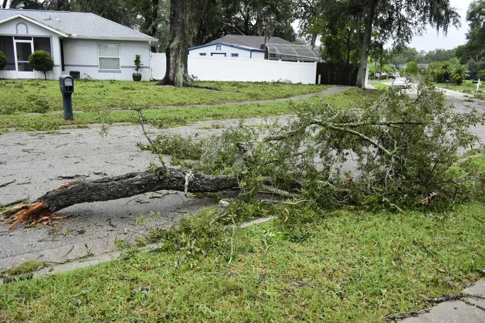 A hurricane aftermath photo that I created near my Kissimmee, Florida home on October 9, 2024 or October 10, 2024.