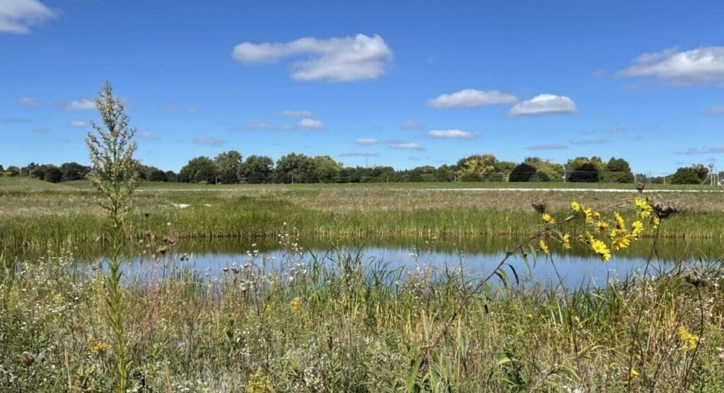 O&M and Vegetation Management Plans - AQUALIS pond in an open field