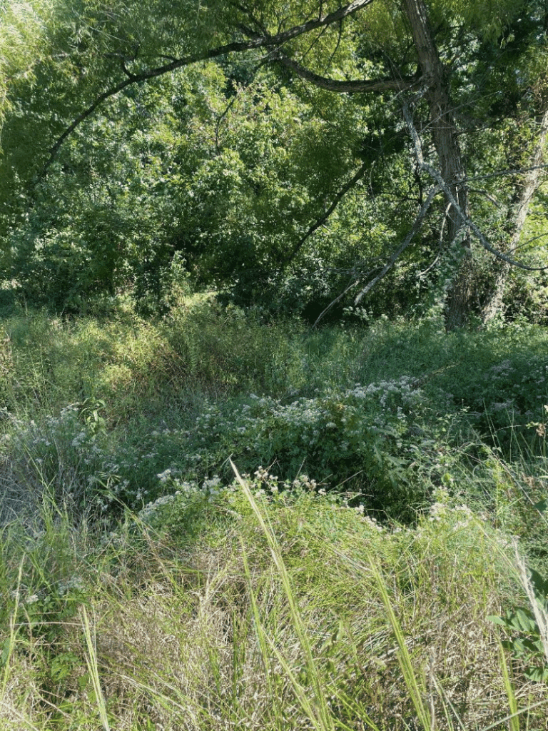vegetation overgrowth by a pond