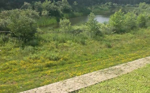 overgrowth of vegetation